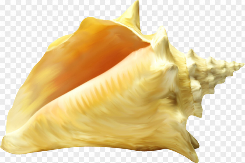 Seashell Cockle Mollusc Shell Conchology PNG