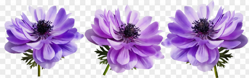 Anemone Aster Lavender PNG