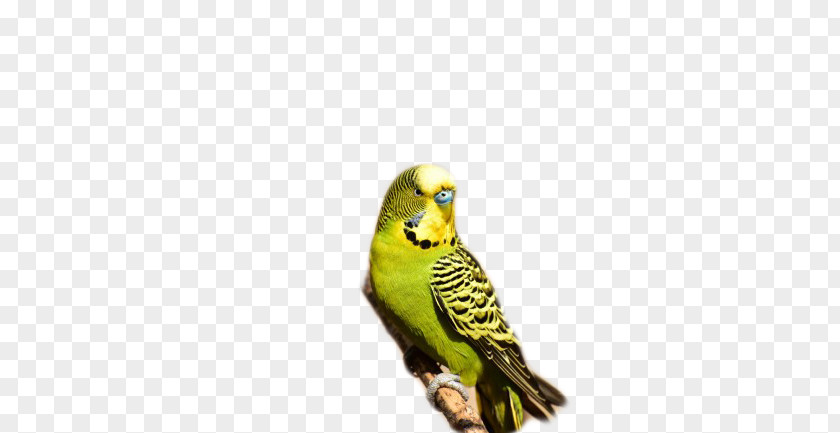 Australia Lory Budgerigar Parrot Bird Parakeet PNG