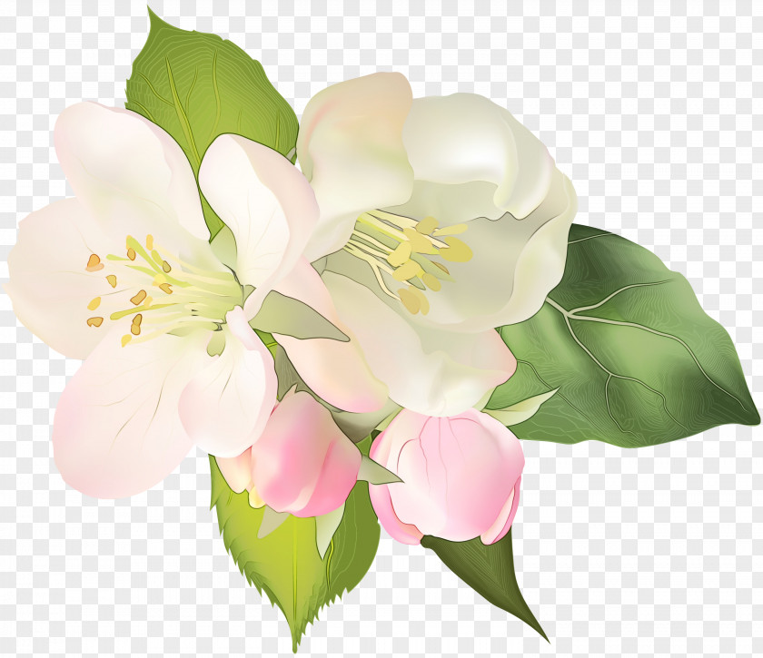 Blossom Branch Flower Flowering Plant Petal White PNG