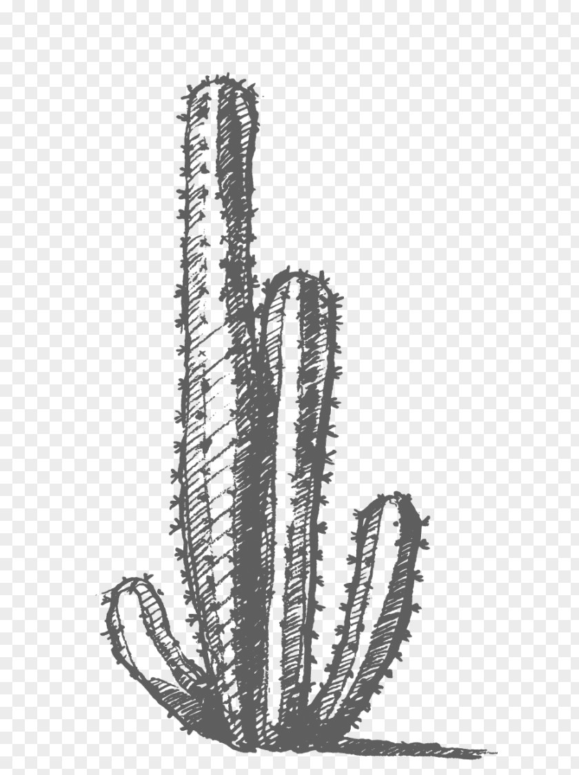 Cactaceae Drawing PNG