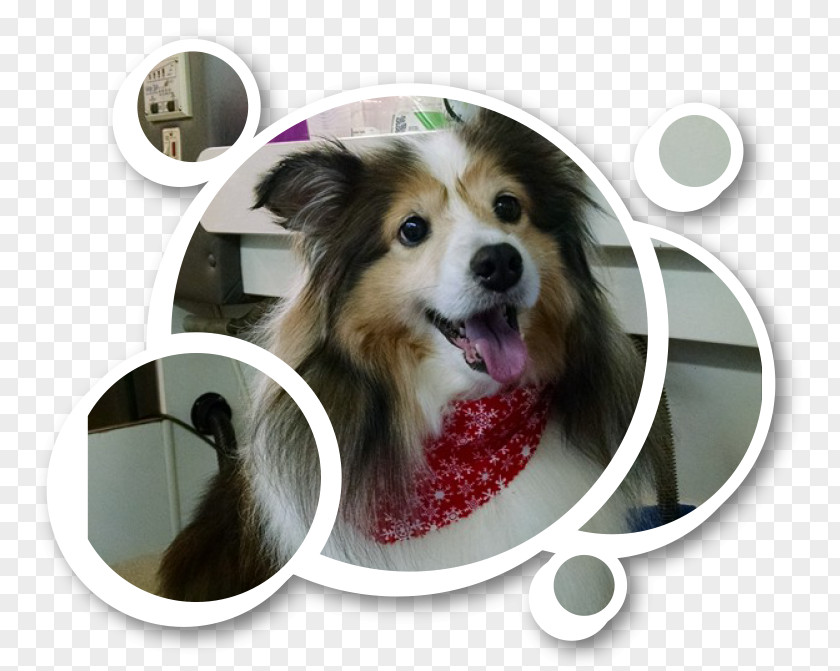 Dog Breed Grooming Paw Puppy PNG