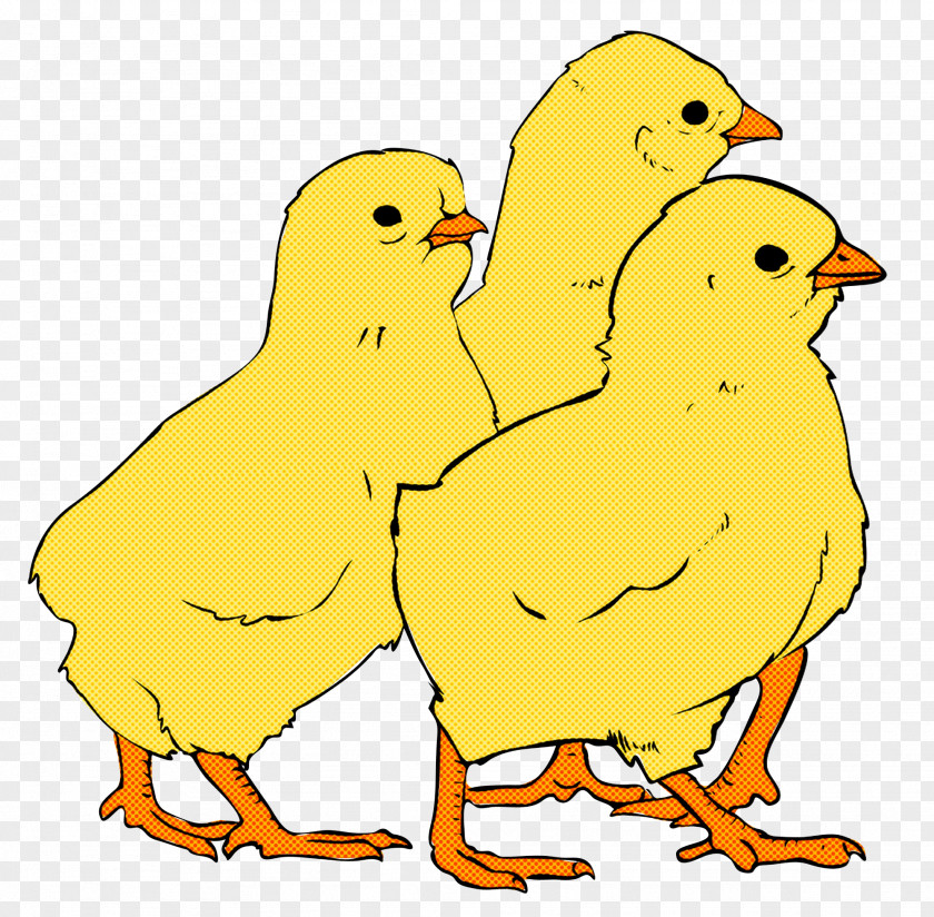 Landfowl Chicken Ducks Birds Whizdumb PNG