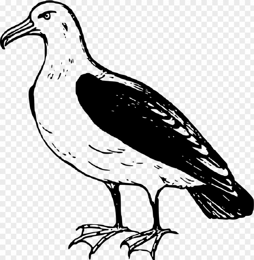 Little Swan Bird Albatross Clip Art PNG