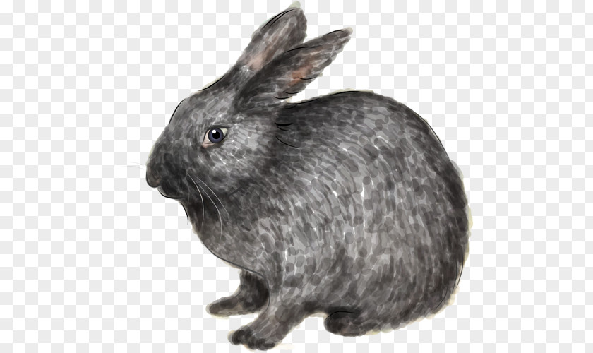 Rabbit Domestic Hare European Image PNG