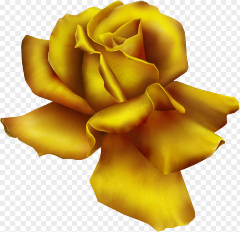 Rose Free Content Clip Art PNG