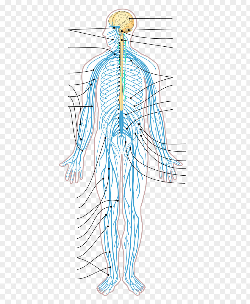 Central Nervous System Human Body Organ Anatomy PNG nervous system body Anatomy, cockroach clipart PNG