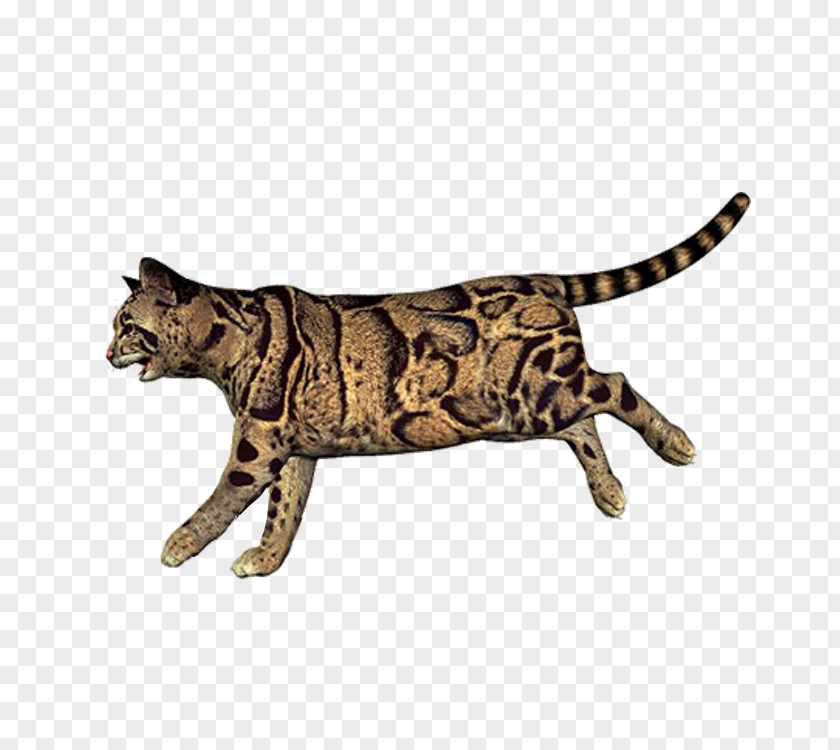 Leopard California Spangled Bengal Cat Ocicat Wildcat PNG