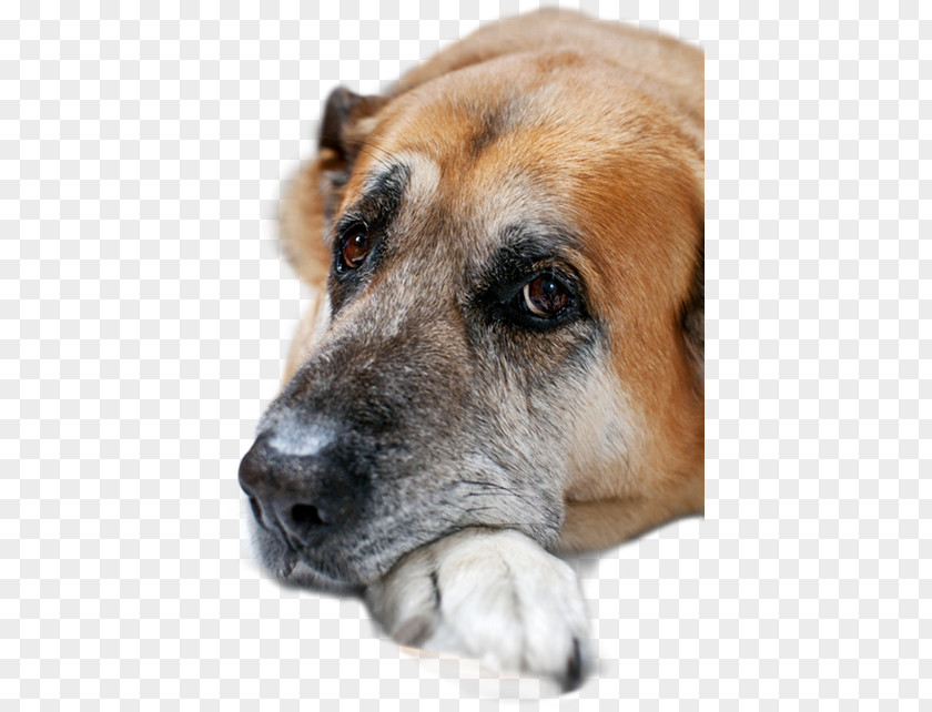Rescue Dog Breed Pet Cat Black Mouth Cur Veterinarian PNG