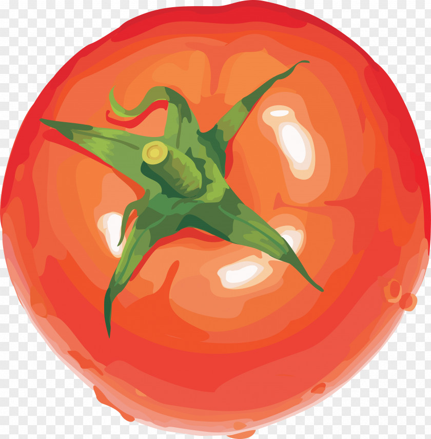 Tomato Image Vegetable Fruit Clip Art PNG