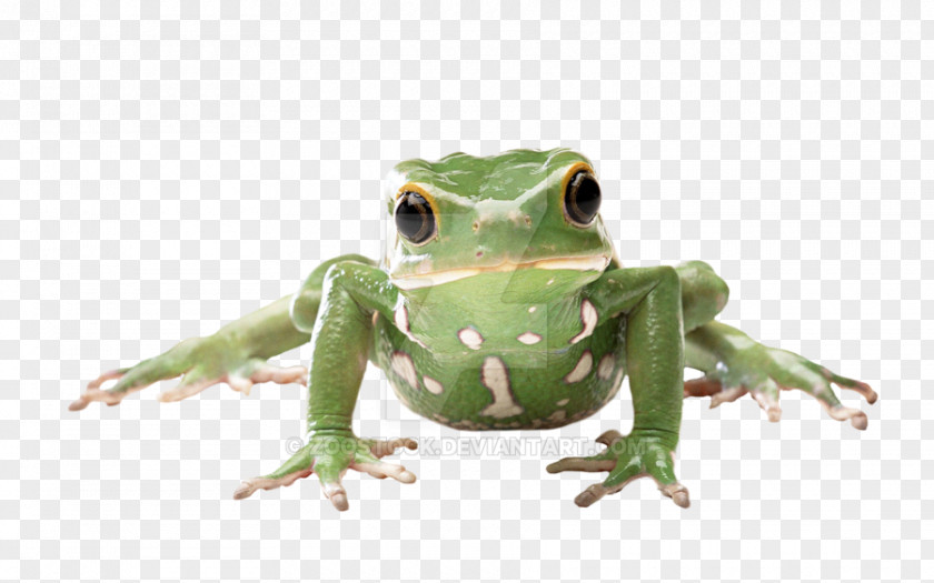 Frog True Amphibian Tree Glass PNG