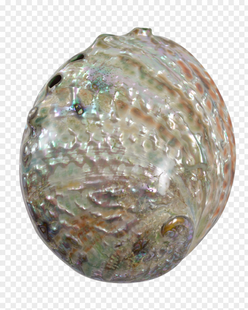 Gemstone Abalone Seashell Christmas Ornament Jewelry Design PNG