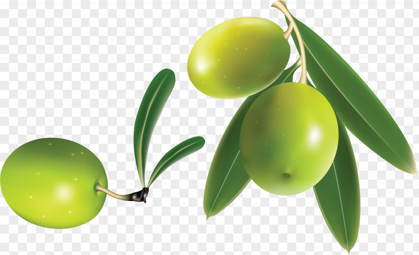 Olive Branch Clip Art PNG