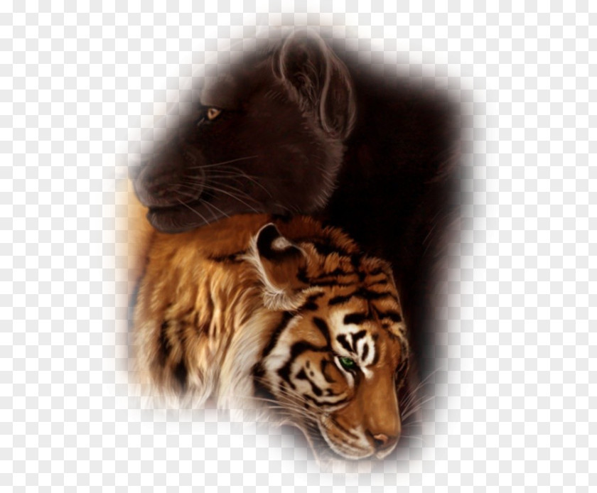 Tiger Cat Art Whiskers Desktop Wallpaper PNG