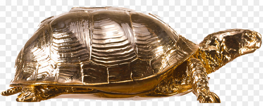 Box Turtle Picture Reptile Shell PNG