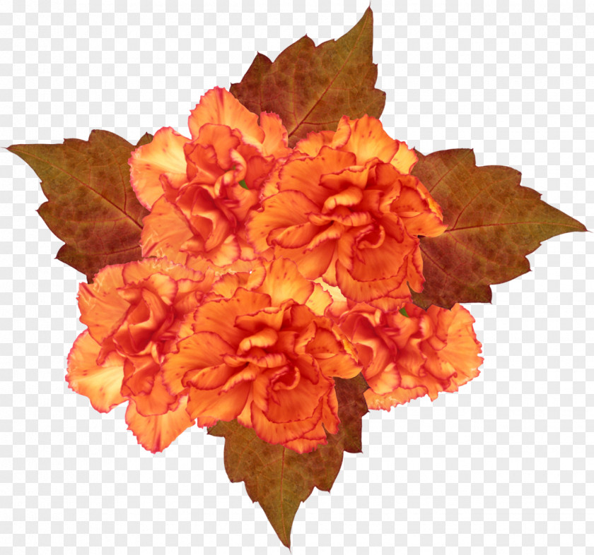 Orange Flowers Petal Flower Clip Art PNG