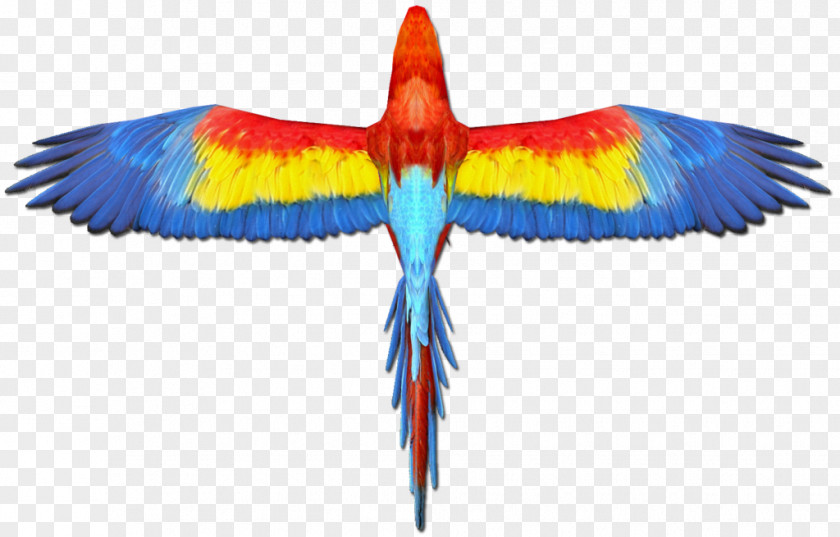 Parrot Scarlet Macaw Bird Wing PNG