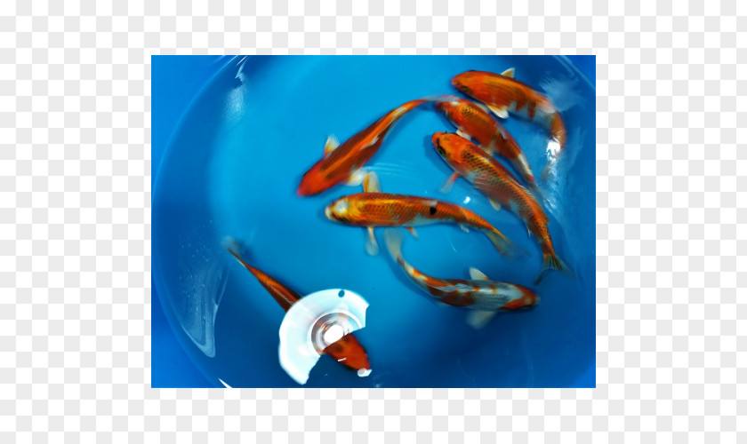 Plantas Japonesa Koi Goldfish Marine Biology Close-up PNG