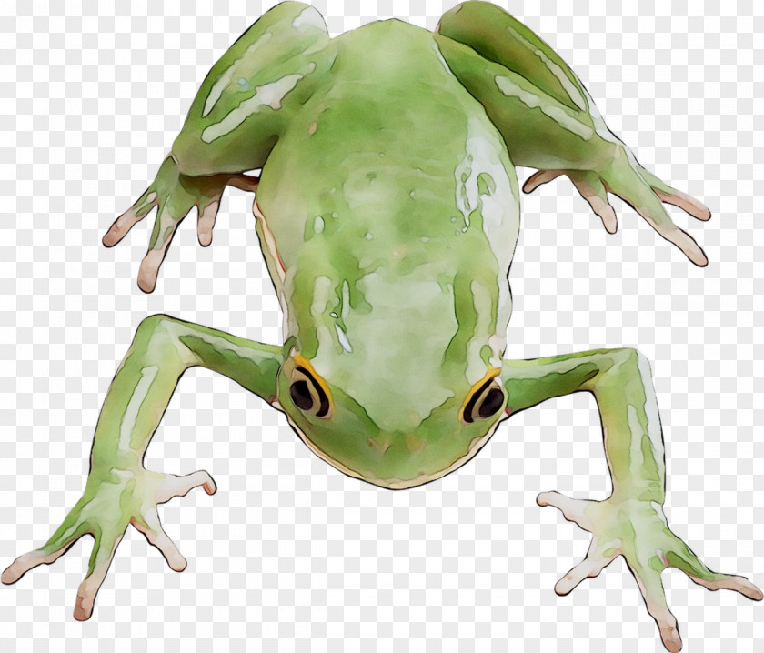 Tree Frogs Amphibians Image PNG