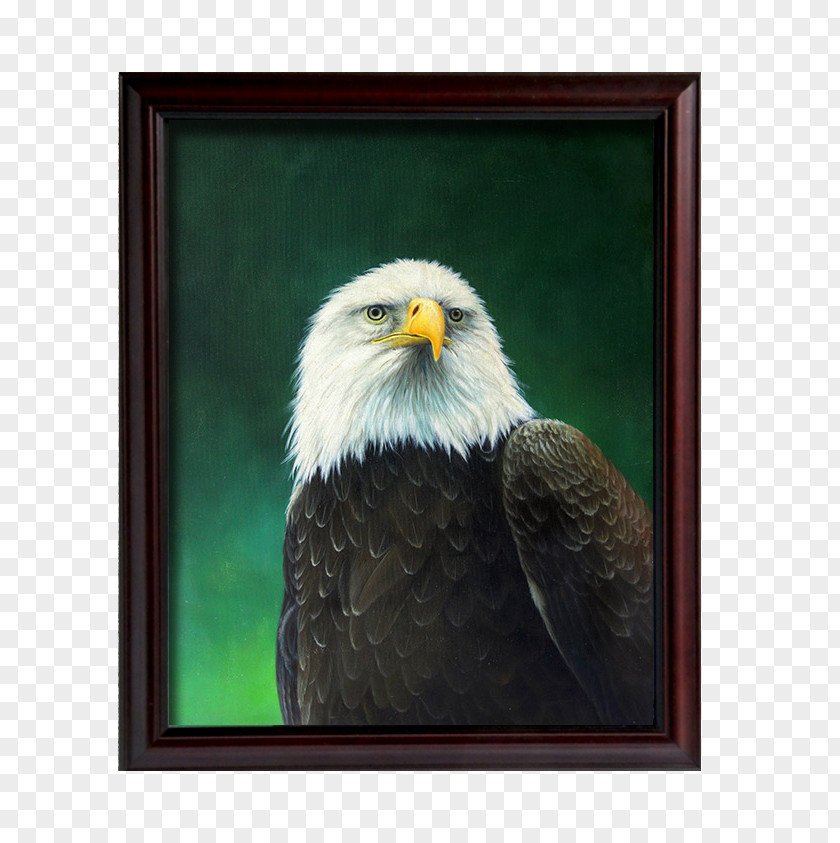 American Golden Eagle Decorative Painting Bald PNG