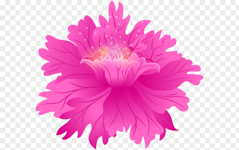 Chrysanthemum Rose Pink Flowers Photography PNG
