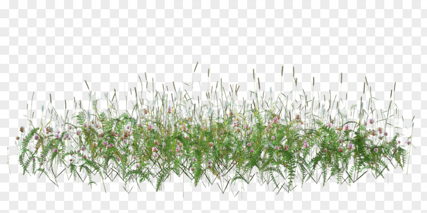 Dog's Tail Grass PNG tail grass clipart PNG