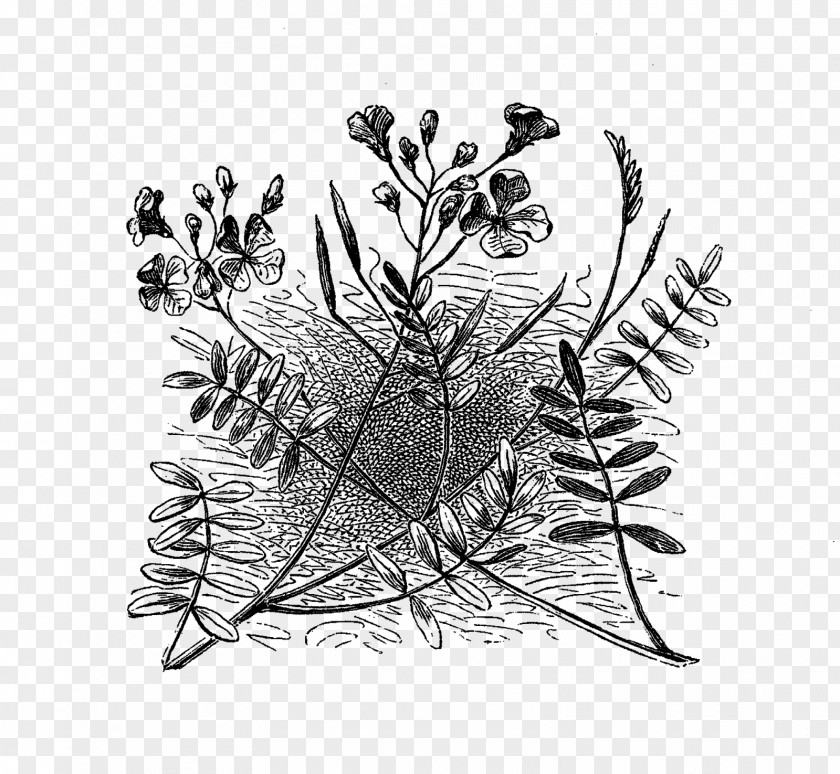 Flower Illustration Visual Arts Monochrome PNG