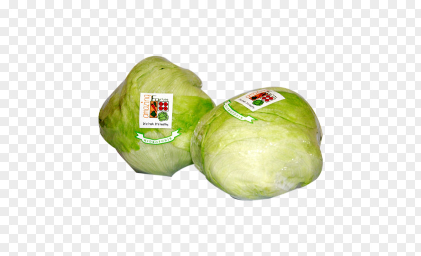 Lettuce Head Cruciferous Vegetables Leaf Vegetable Oak PNG