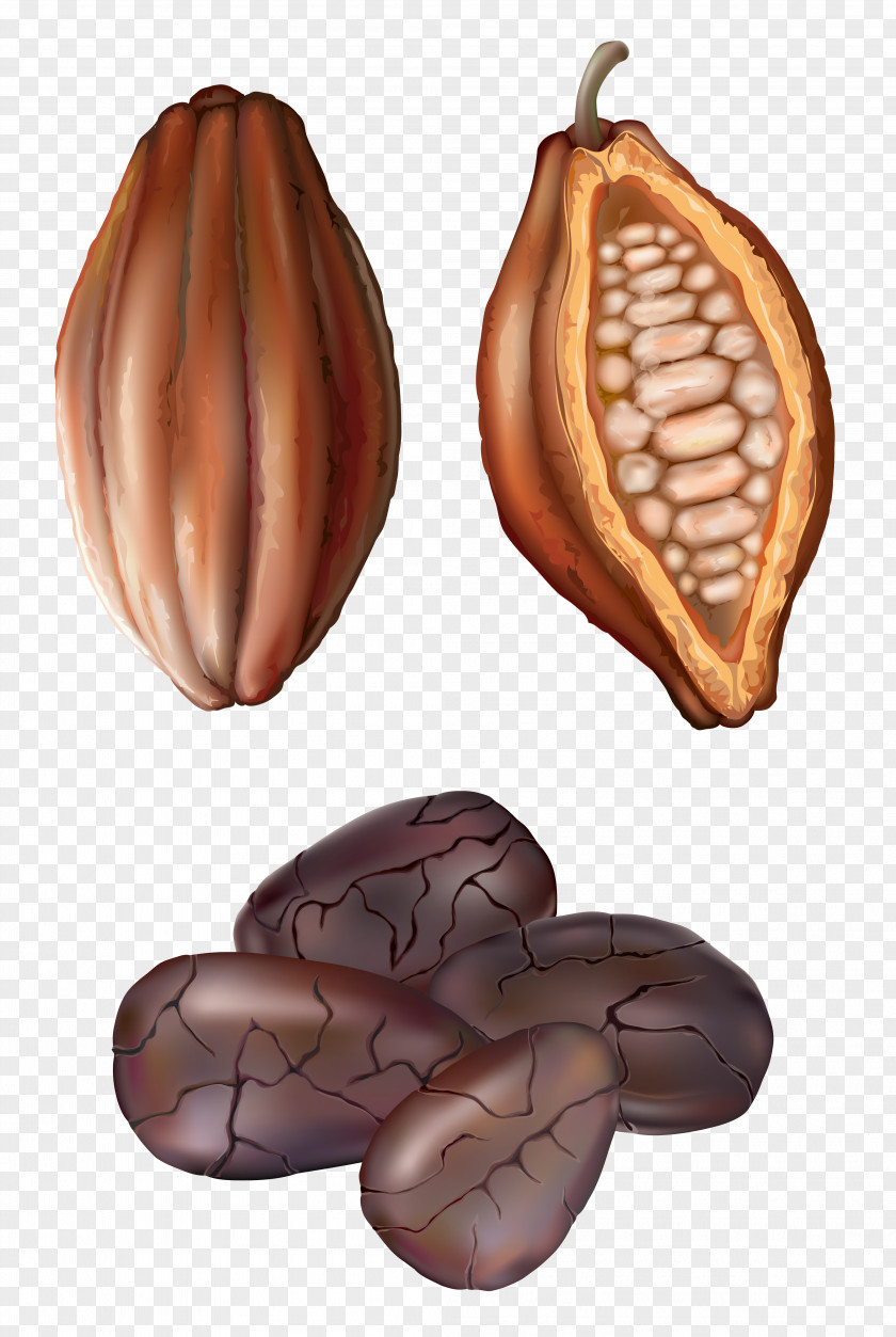 Peanut Cocoa Bean Drawing Royalty-free Clip Art PNG