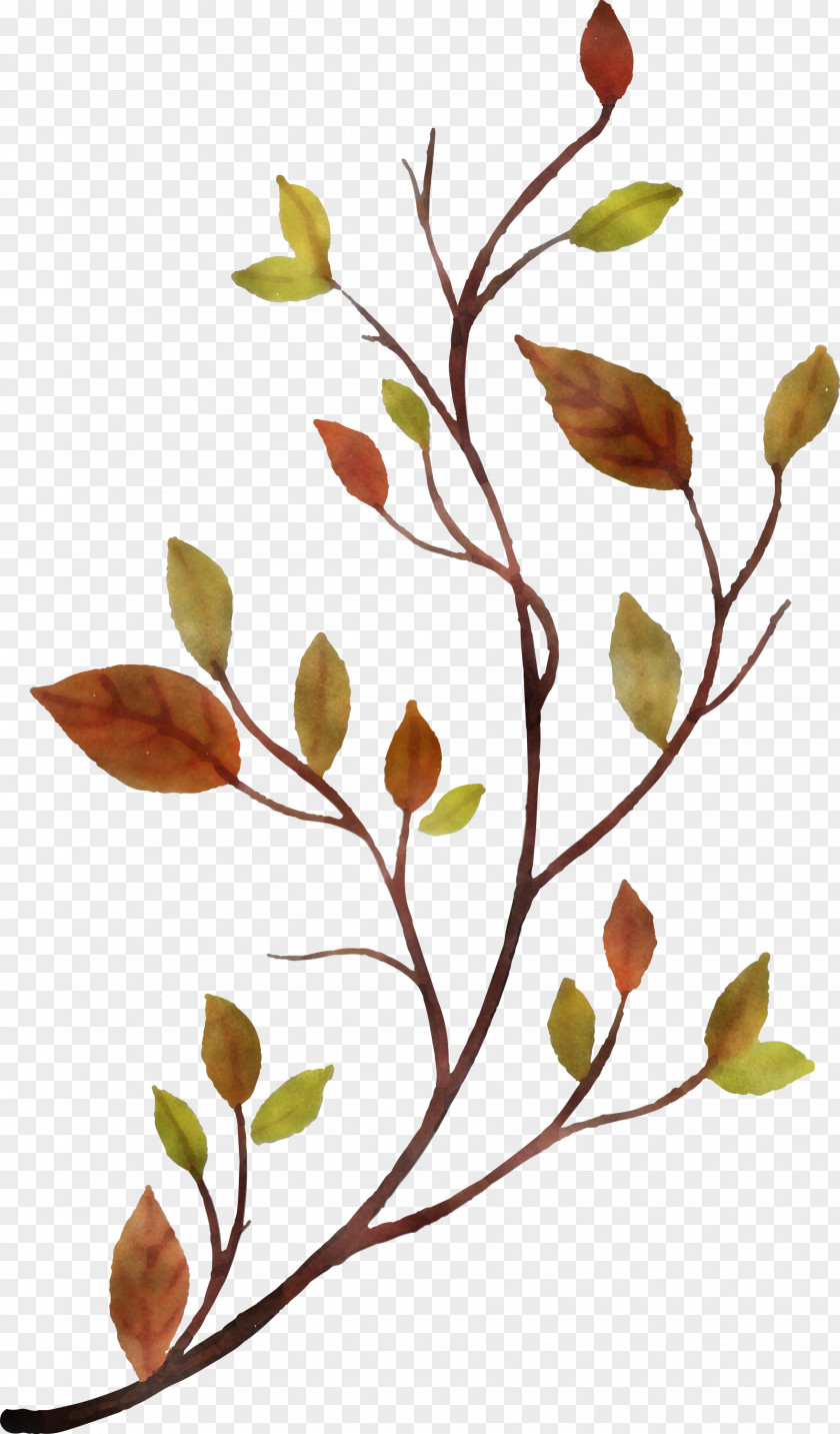 Plant Stem Flower Leaf Twig Tree PNG