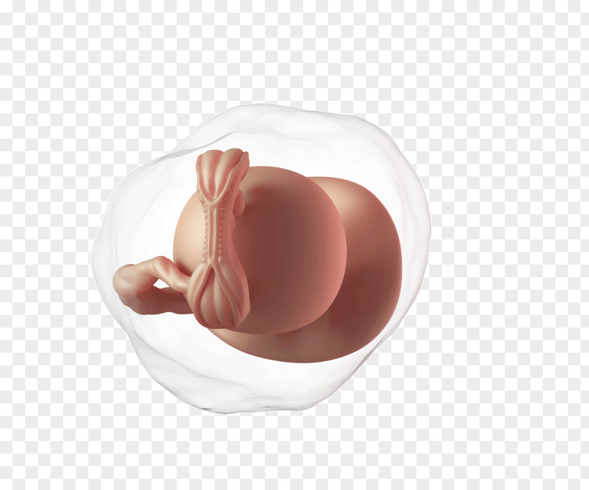 Pregnancy Week 5 Of Fetus Infant PNG