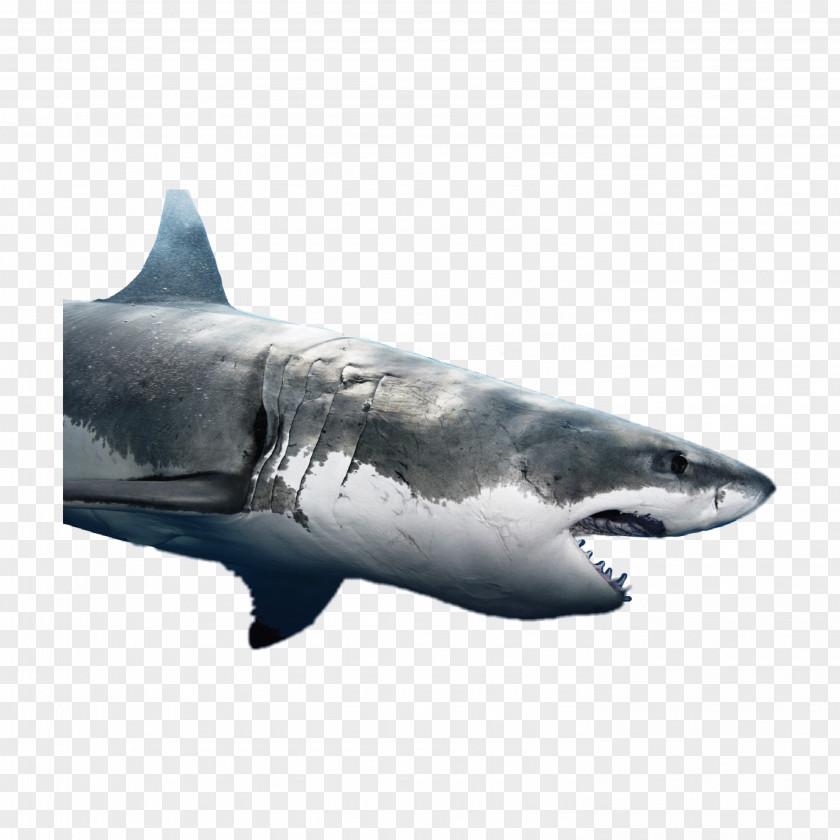 Squaliformes Fin Great White Shark Background PNG