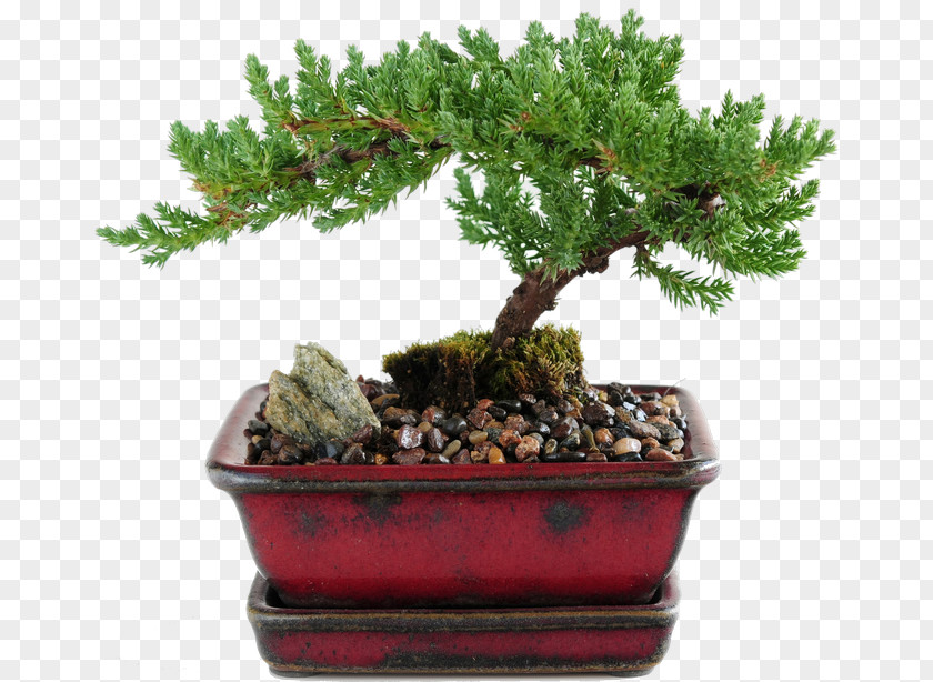 Tree Indoor Bonsai Juniperus Procumbens Stock Photography Chinese Sweet Plum PNG