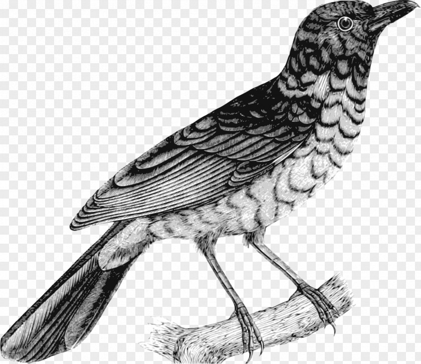Bird European Robin Finches Lark Clip Art PNG