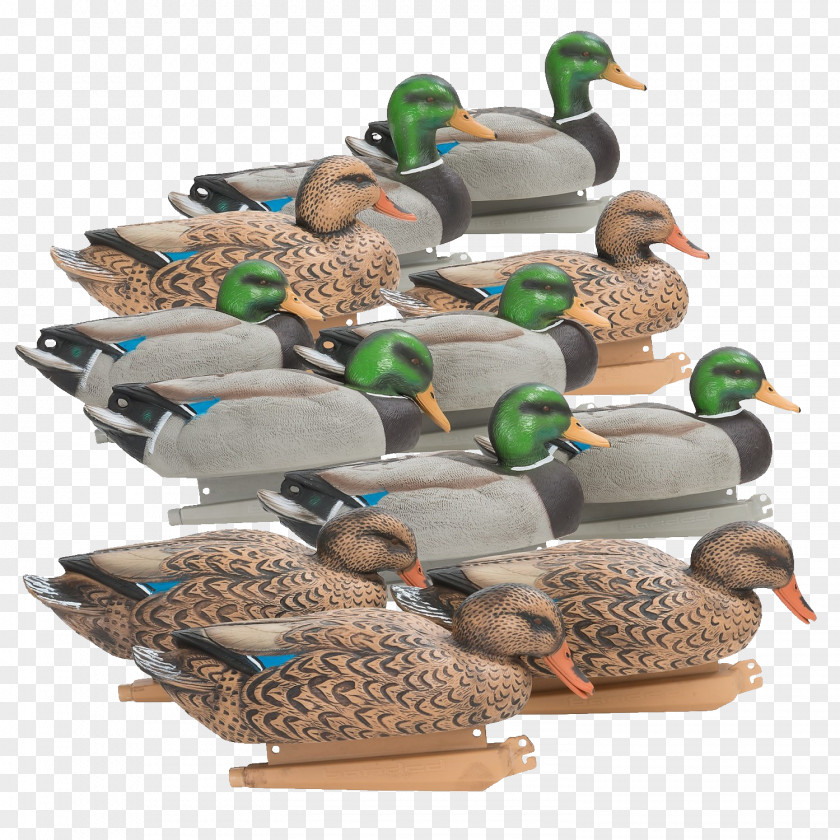 Duck Mallard Plastic PNG