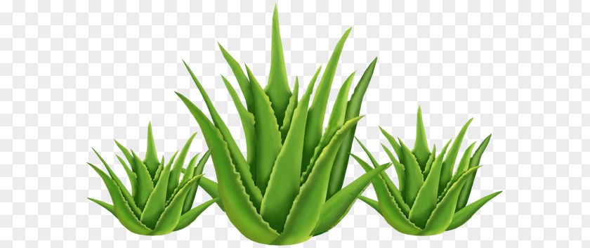 Health Aloe Vera Medicinal Plants Skin PNG