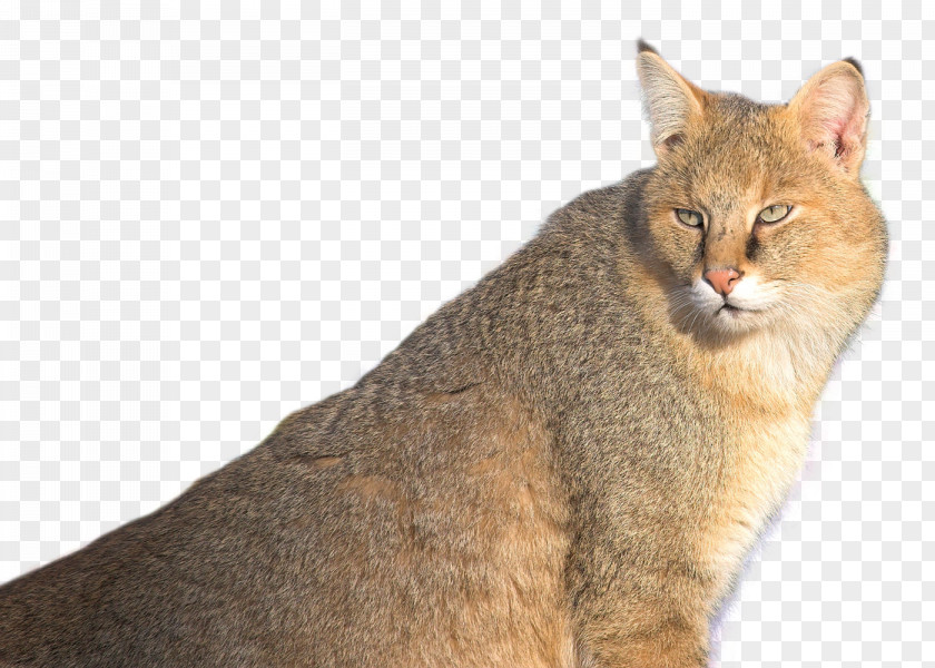 Jungle Cat Chausie Whiskers Cougar PNG