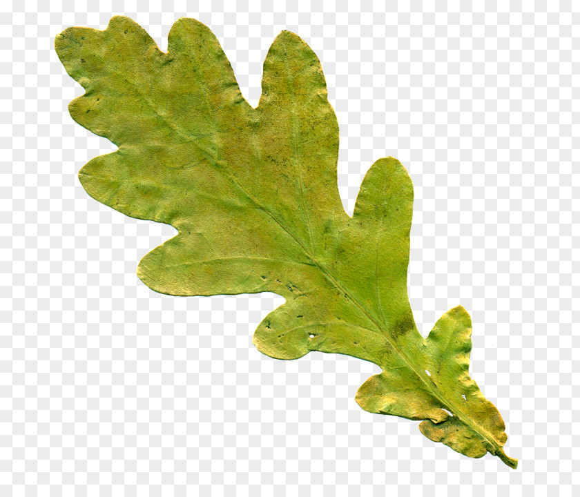 Background Leaves Oak Leaf Cluster English Tree Clip Art PNG