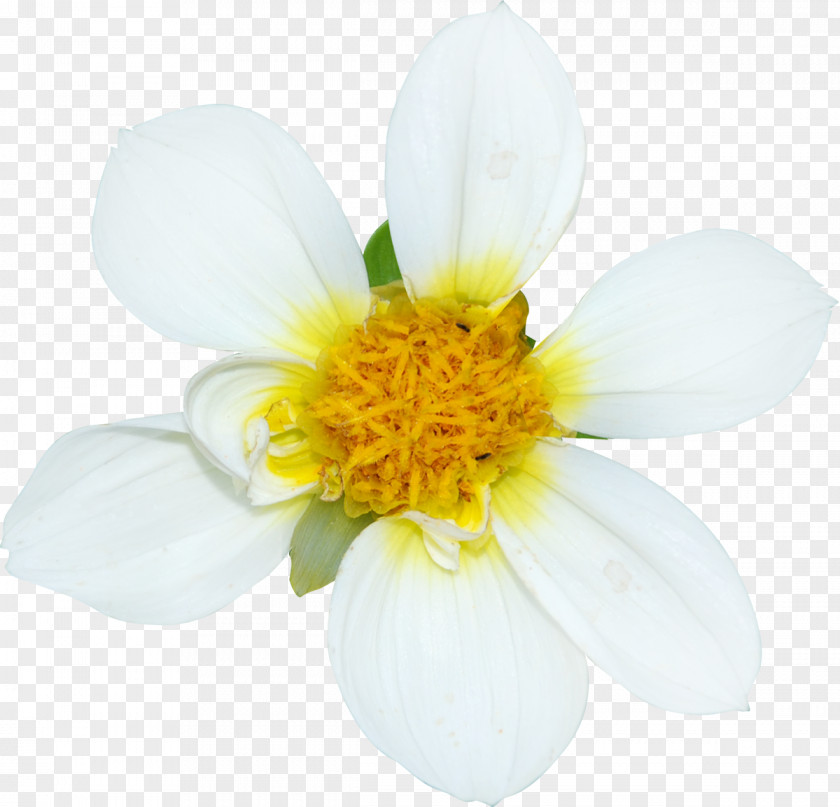 Flower Cut Flowers Petal White PNG