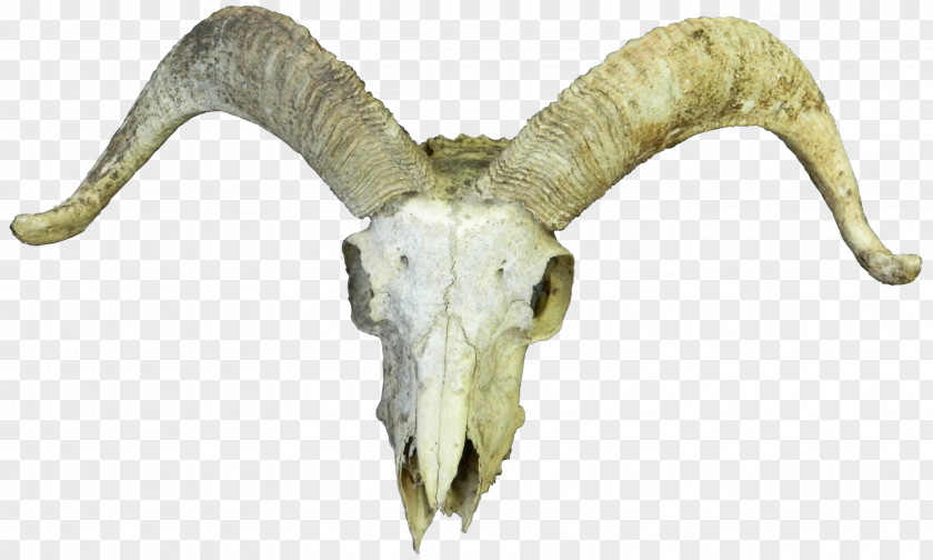 Goat Cattle Skull Horn Bone PNG