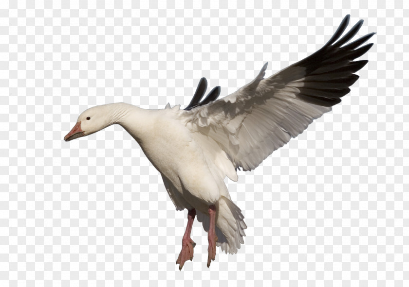 Goose Cygnini Duck Clip Art PNG