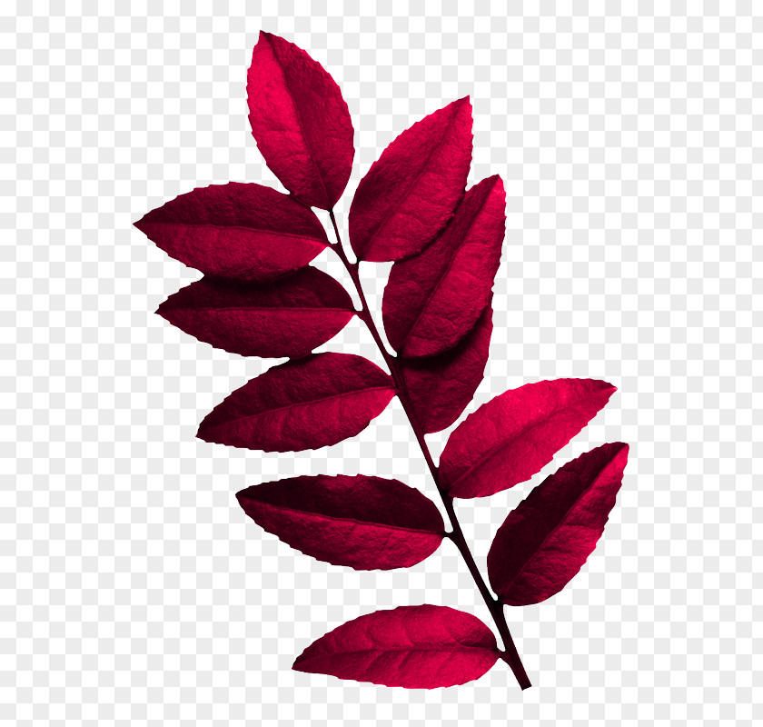 Magenta Petal Leaf Red Plant Flower PNG