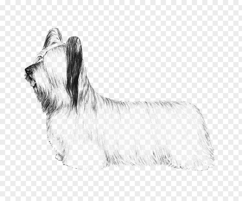 Norwich Terrier Skye Glen Australian Silky Cairn Cesky PNG