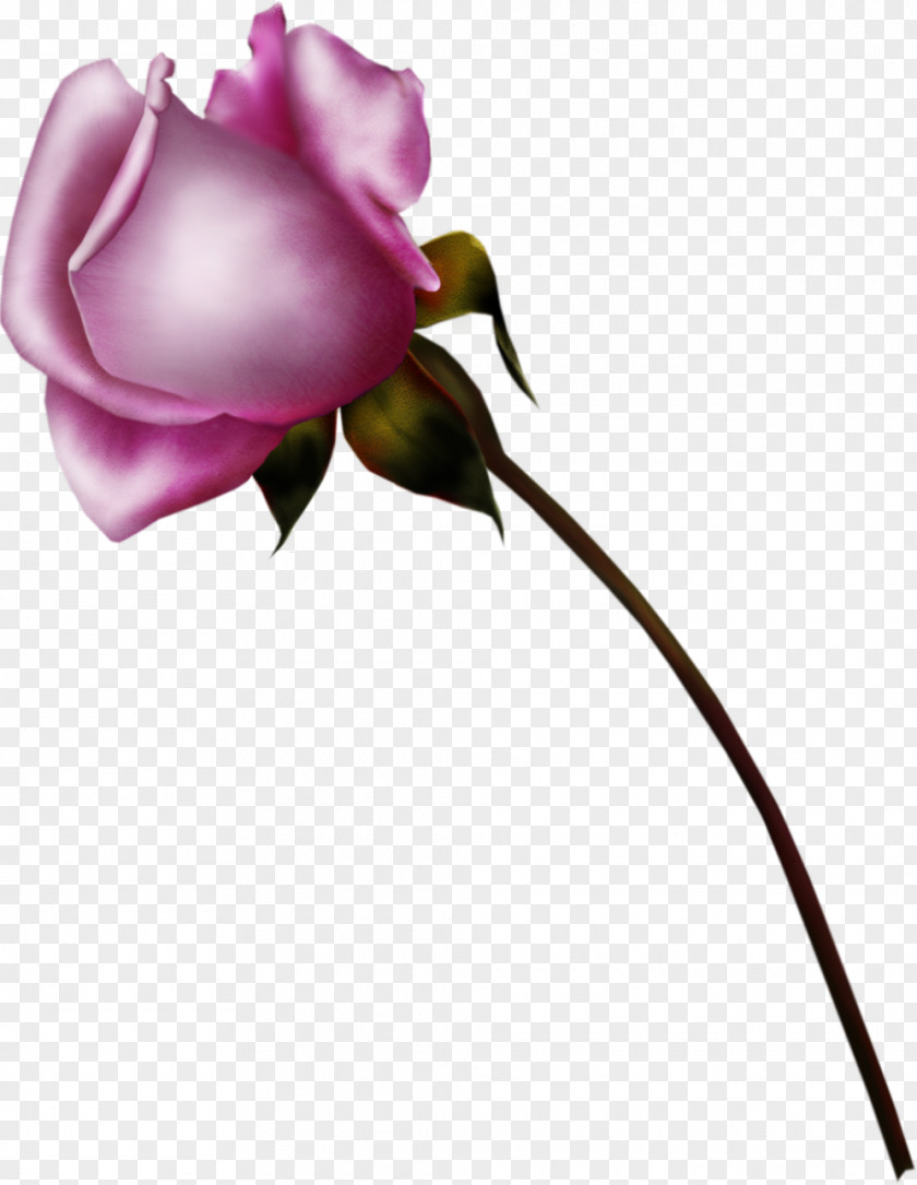 Pouring Flower Beach Rose Garden Roses Clip Art PNG