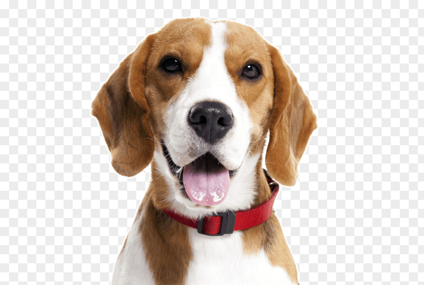 Puppy Beagle Wire Hair Fox Terrier Treeing Walker Coonhound Basset Hound PNG