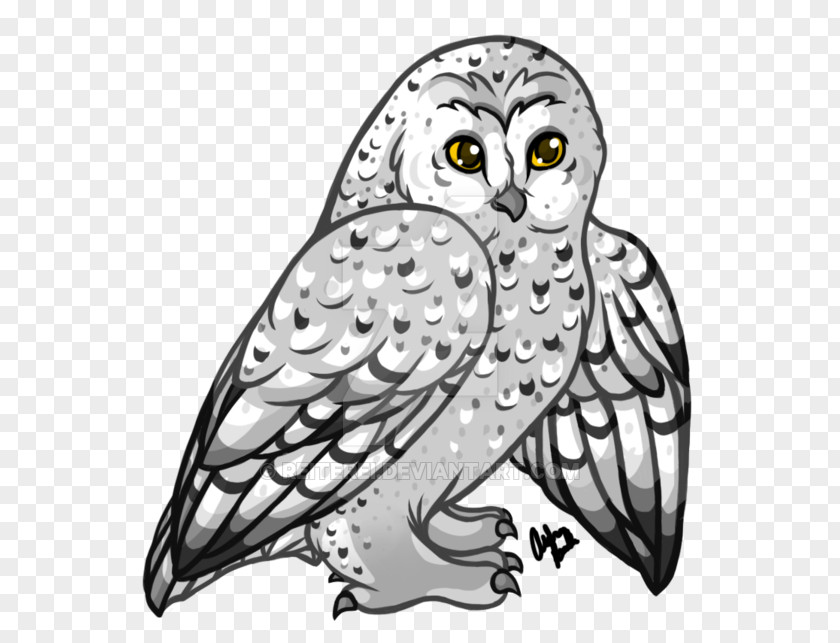 Snowy Owl Beak Bird Line Art PNG
