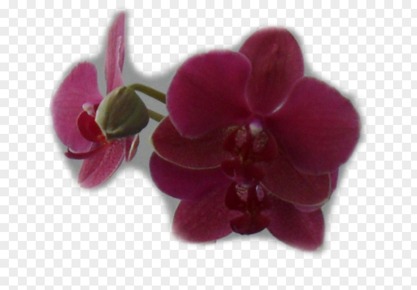 Violet Moth Orchids Pink M Family PNG