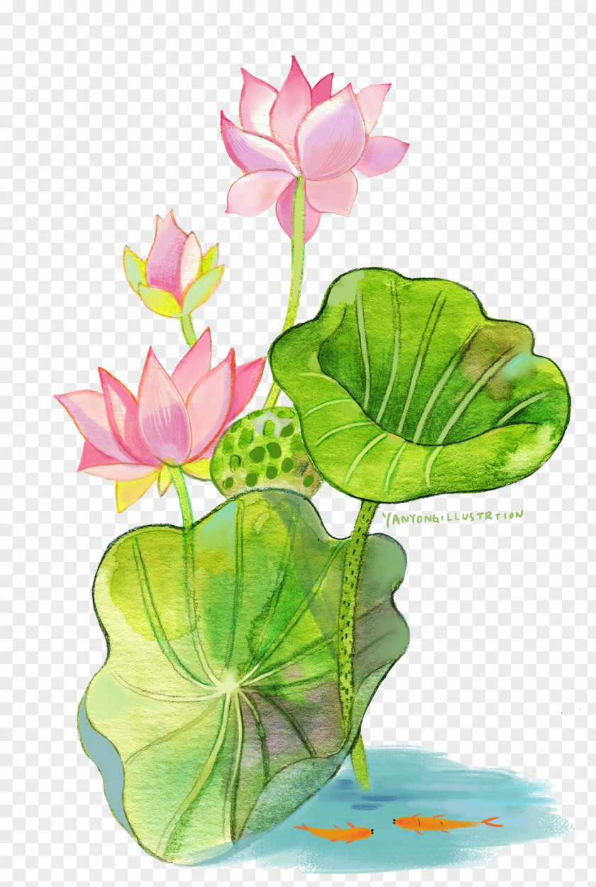 Hand-painted Watercolor Lotus Painting Nelumbo Nucifera PNG