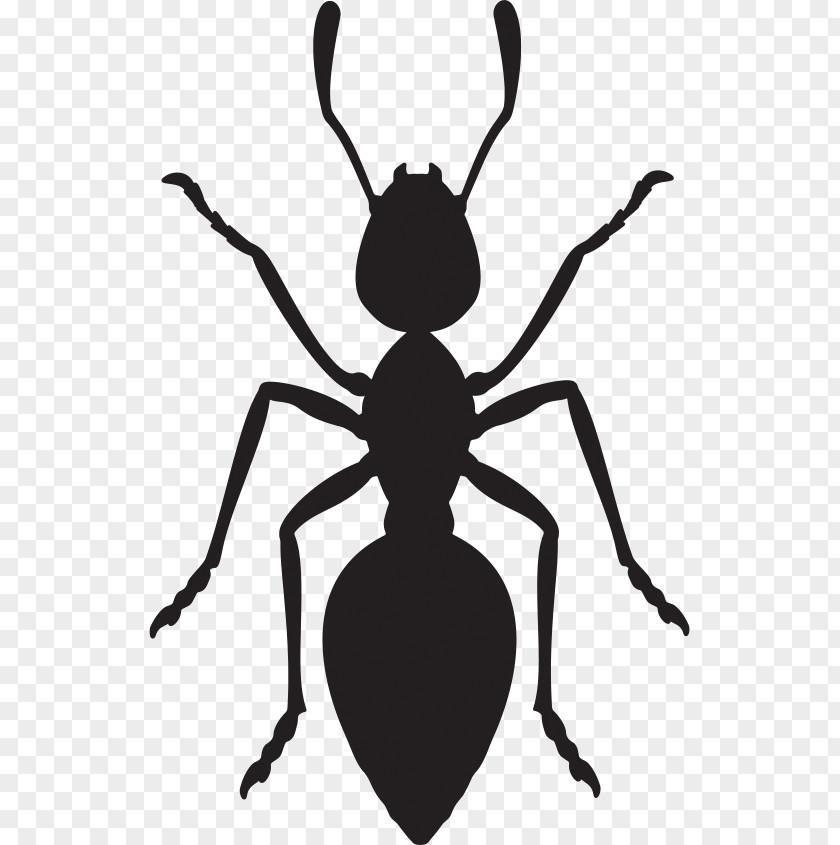 Insect Ant PNG