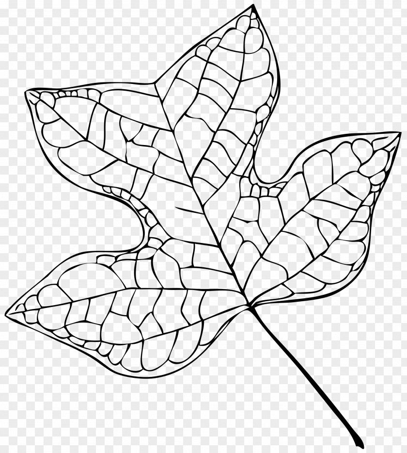 Leaf Outline Liriodendron Tulipifera Tree Cottonwood PNG